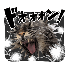 cat1T