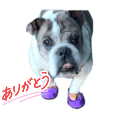 kinako_20250811194810