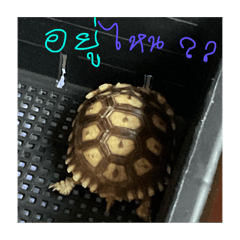 Chompoo_20250811134447