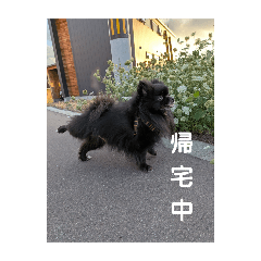 akane_20250811115516