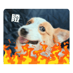 Toto特輯