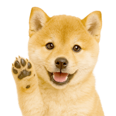 ちっちゃい豆柴のスタンプだよ