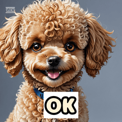 My Little Toy Poodle