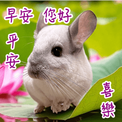 Chinchimeow Paofu-Parent memes