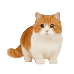 動く！リアルな犬猫たち（猫多め）