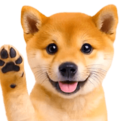 飛び出す★わんこ