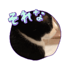癒し満点・猫のスタンプ