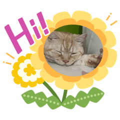 貓貓生活小日常3