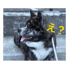 COCOYUI_20250813084804