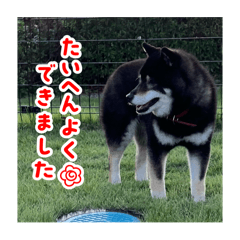 sakura_20250812032704