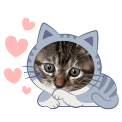 cocoa_20250812200711