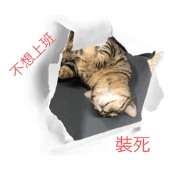 喵星人的日常=^.^=