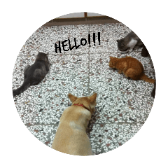 貓貓跟狗狗：）