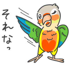 urokoinko conure Sticker3