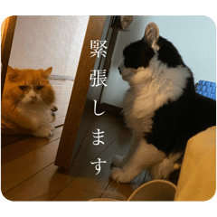 macoron_20250812022531