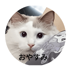 chokochoko_20250812212055