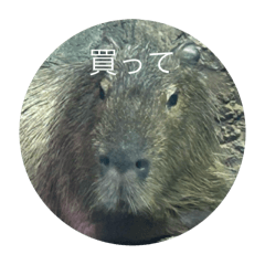 kasuporo_20250813083418