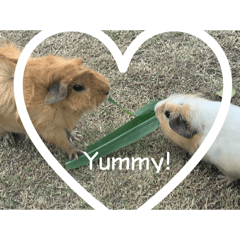 可愛動物ʕ •ᴥ•ʔ