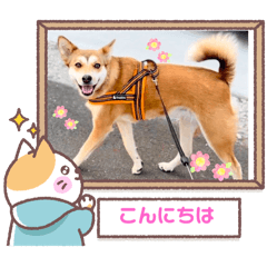 minorin_20250812112245