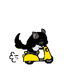 可愛いチンチラ、達磨くん/Black Velvet