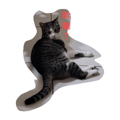 呆呆貓貼圖1