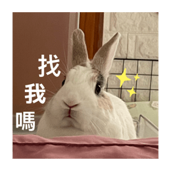 小小是一隻小兔子