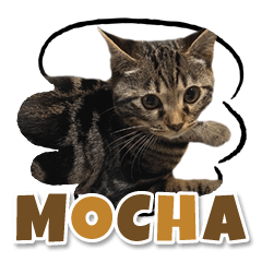 Bengal Cat Mocha Sticker 3