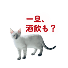 Chico_20250812124632