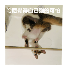 哈哈！哈尼！！！