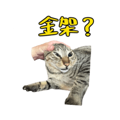 給輪貓