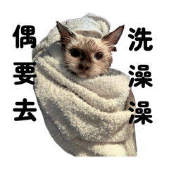 我是小貓咪 喵喵喵