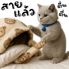 ฟู่เฉิง:เหมียวซ่า❤️