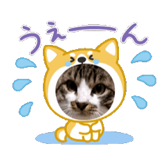 tomo_20250813235825