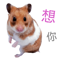 Hamster - Mini Pooh