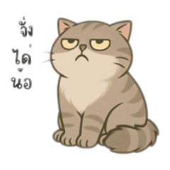 ไอ้สลิดแมวเทา เว้าอีสาน