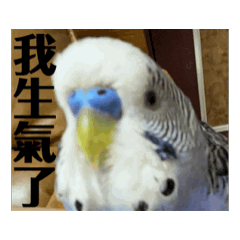天空鸚鵡happy狗狗