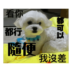 天空鸚鵡黑皮狗狗