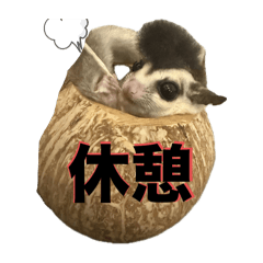 フクロモモンガ　ジジ&ココ