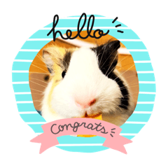 モルモット　まめ