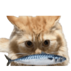 meow som in big world