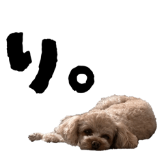 soregashi_20250812161909