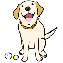 日常的なラブラドールレトリーバー