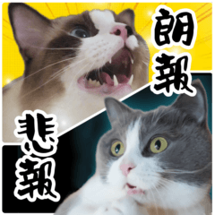 毎日使える⭐︎連絡に便利なねこスタンプ