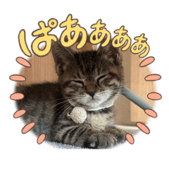 cocoa_20250814165245