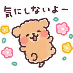 fluffy toy poodle easygoing