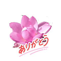 sugar_20250814204832