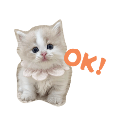 Sora and Latte daily stamps