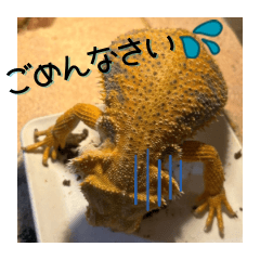 あんぱんのペットたち③