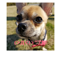 Dog&Dog123