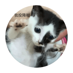 張黑糖卯咪的梗圖